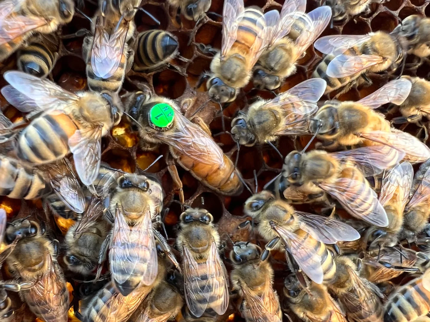Gezeichnete Buckfast-Königin auf der Wabe, umgeben von Arbeiterinnen