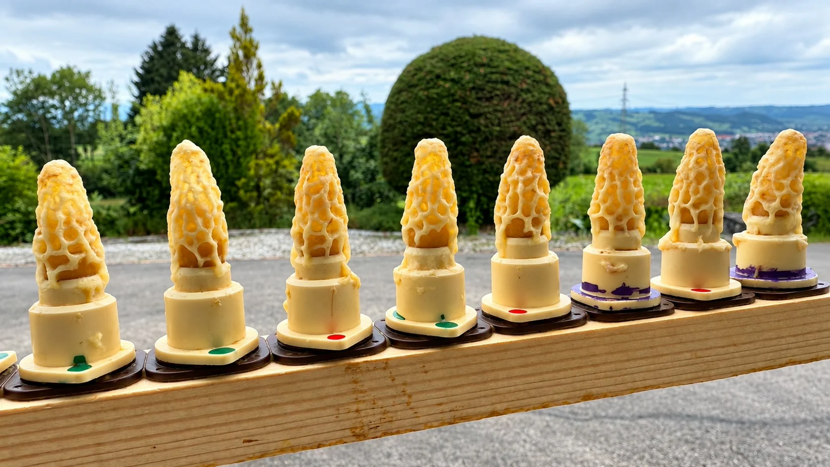 Reihe verdeckelter Königinnenzellen auf einer Zuchtleiste, im Hintergrund ein Bienenstand